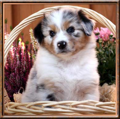 Bodie