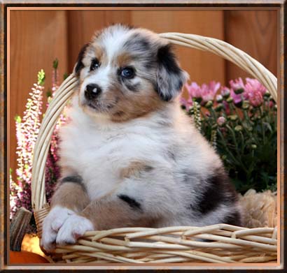 Bodie
