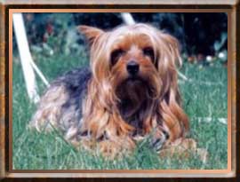 Buffy
